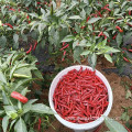 Sichuanpepper small dried red pepper for food seasoning